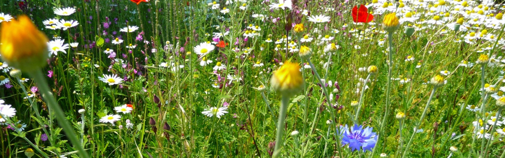 Header Loiching - Blumenwiese
