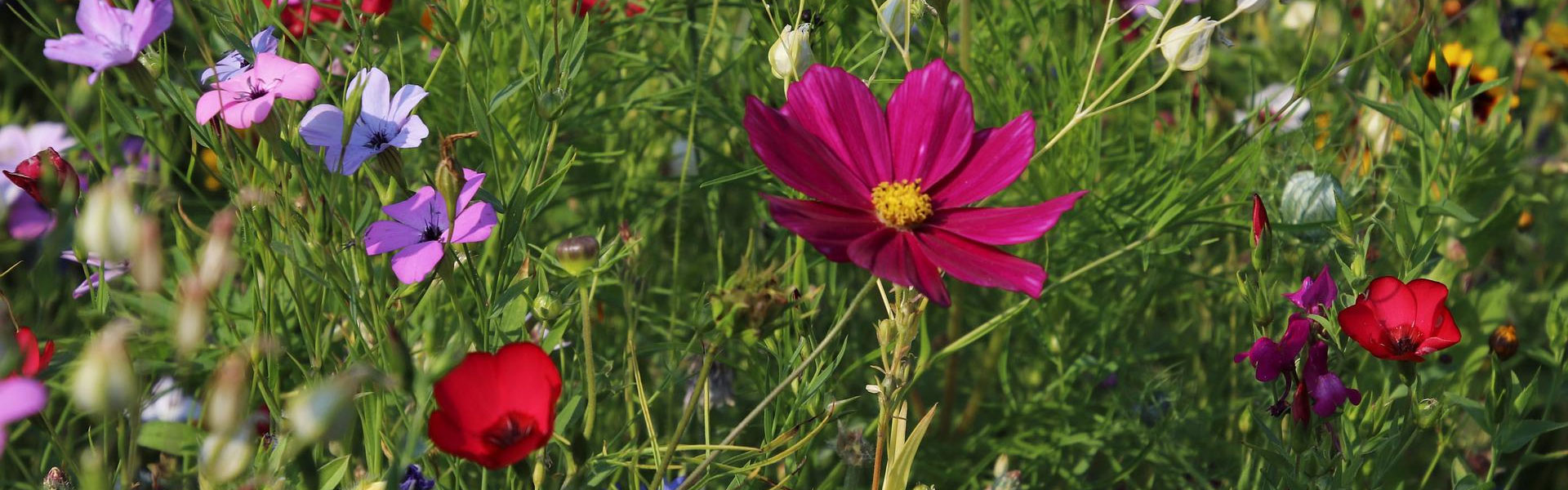 Header Loiching - Loiching blüht auf